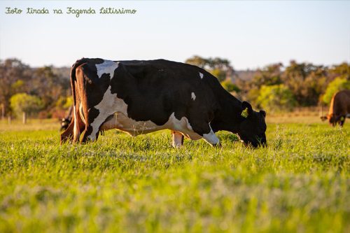 Vacas ao amanhecer no pasto da Leitíssimo (ainda com gotas de orvalho).