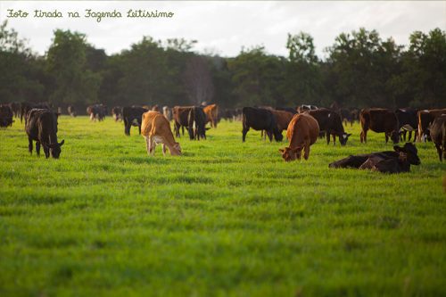 Vacas no pasto da Leitíssimo após o por do sol.