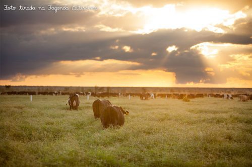 Foto de vacas num pasto amplo ao amanhecer, com sol saindo entre as nuvens.